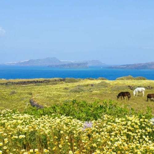 Horse Riding