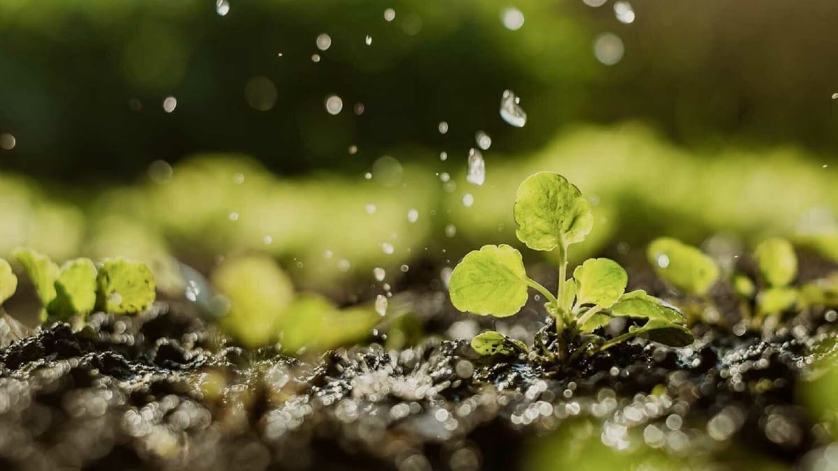 Sustainable Hotel Farming