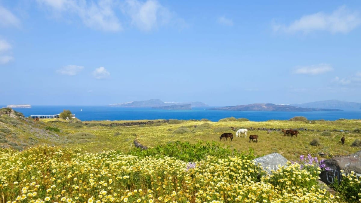 The landscapes