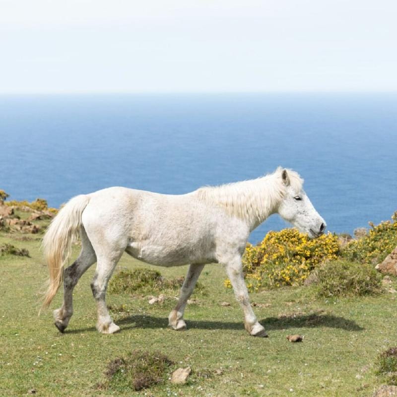 Horse Riding Gallery