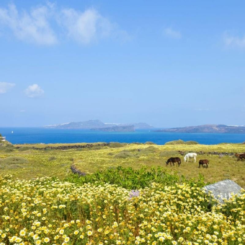 Horse Riding Gallery